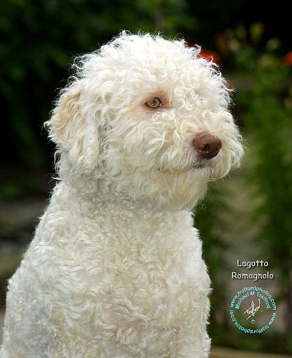 Lagotto Romagnollo 9M048D-18.JPG